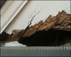 Squirrel damage in Spotsylvania VA