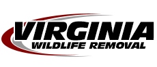 Spotsylvania Wildlife Removal 